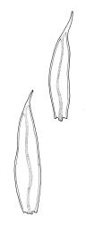 Crosbya nervosa, two leaves. Drawn from D.S. Horning SA-450A, CHR 242316.
 Image: R.C. Wagstaff © Landcare Research 2017 